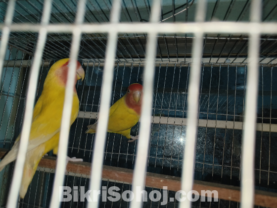 LOVE-BIRD